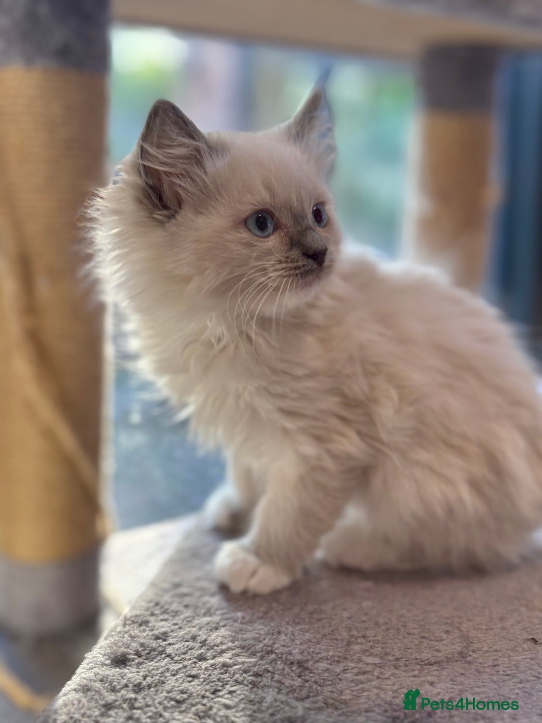 Ragdoll cats for sale: Ragdoll kittens f - Image 2