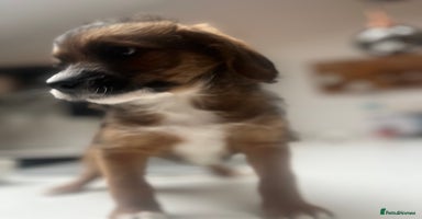 Mixed Breed dogs - Advert 2