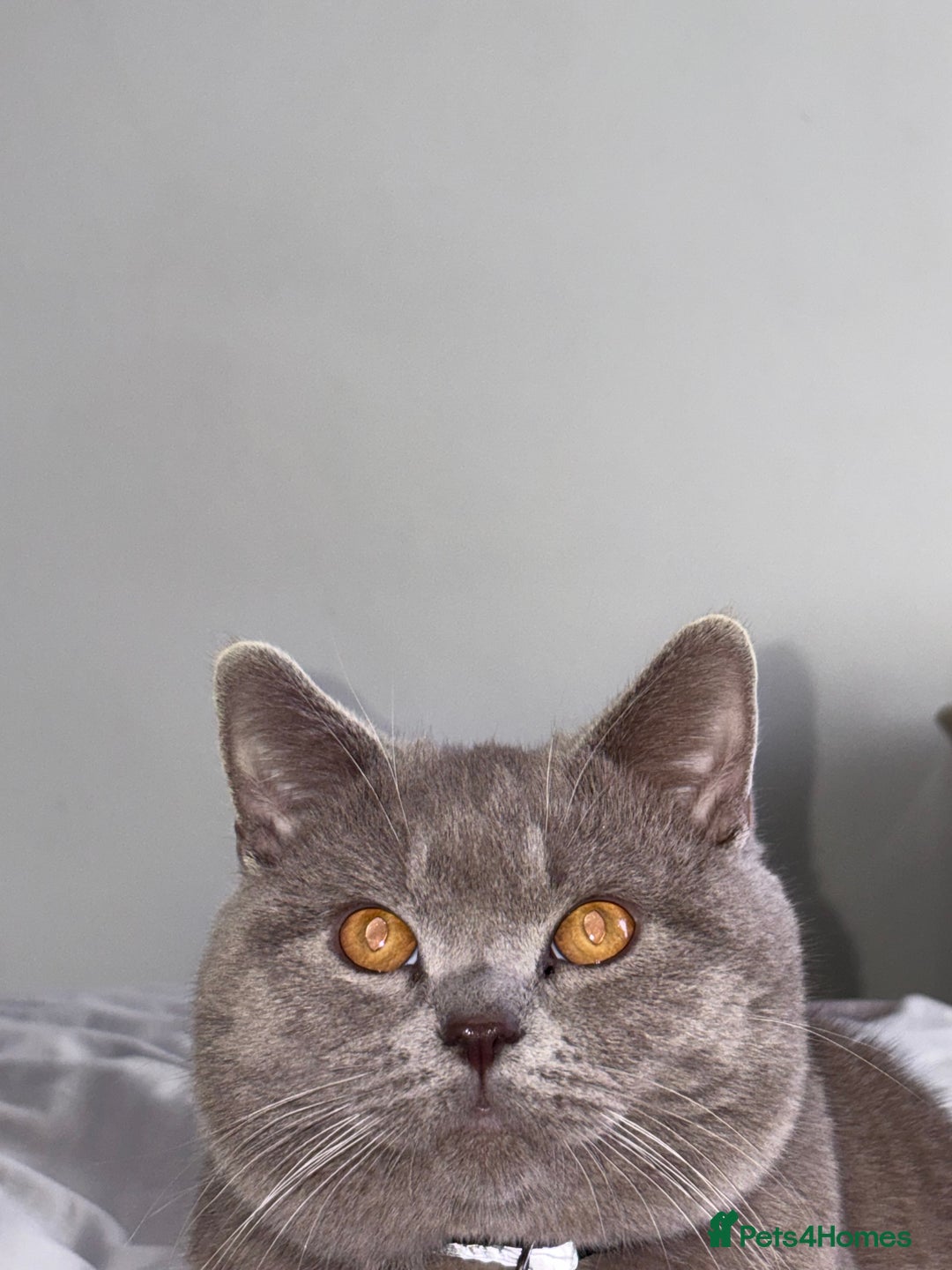 British Shorthair cats for stud: 🐻Gorgeous lilac Bsh stud 🐻 - Advert 2