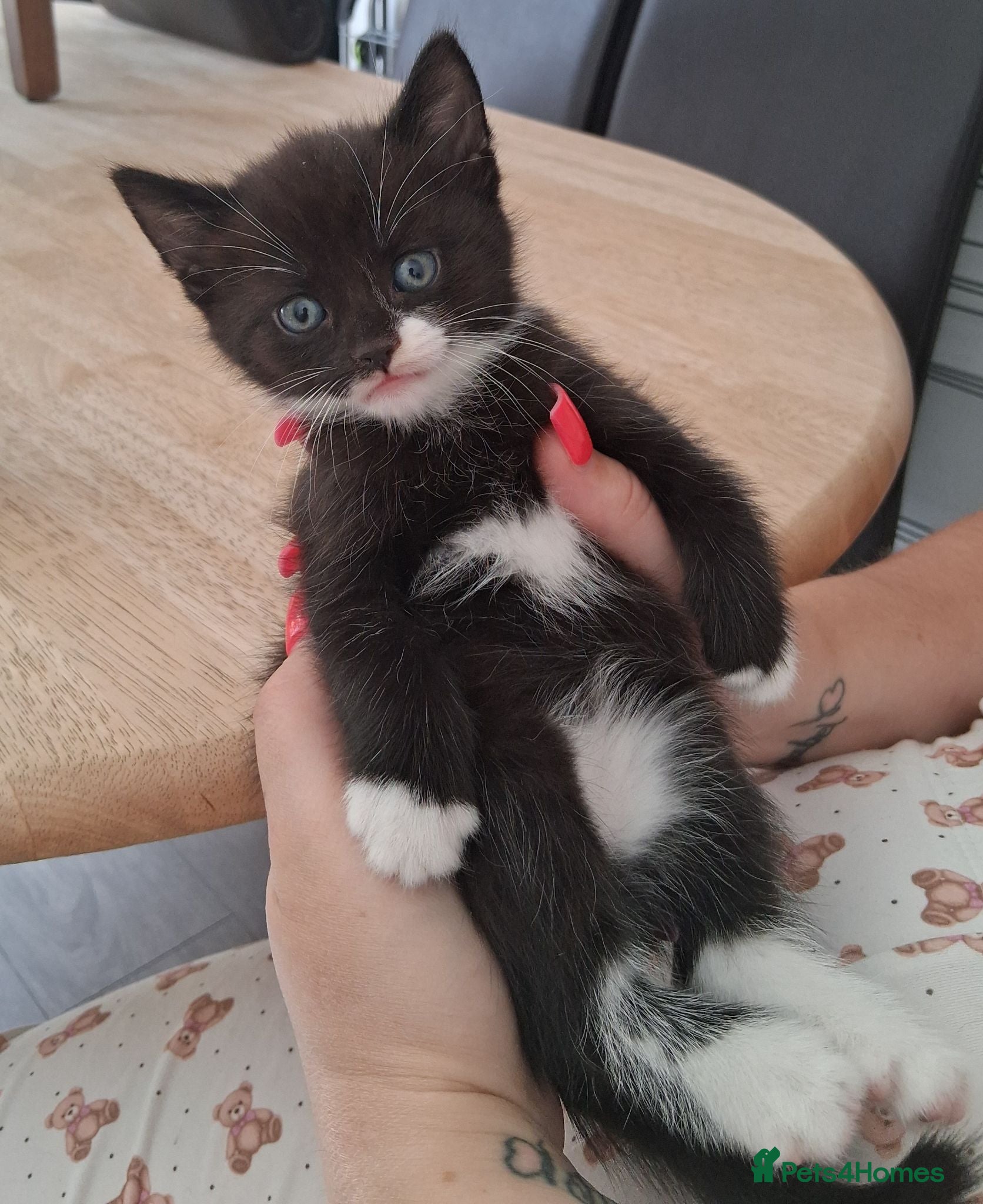 Mixed Breed cats 5 Beautiful Kittens - Advert 21