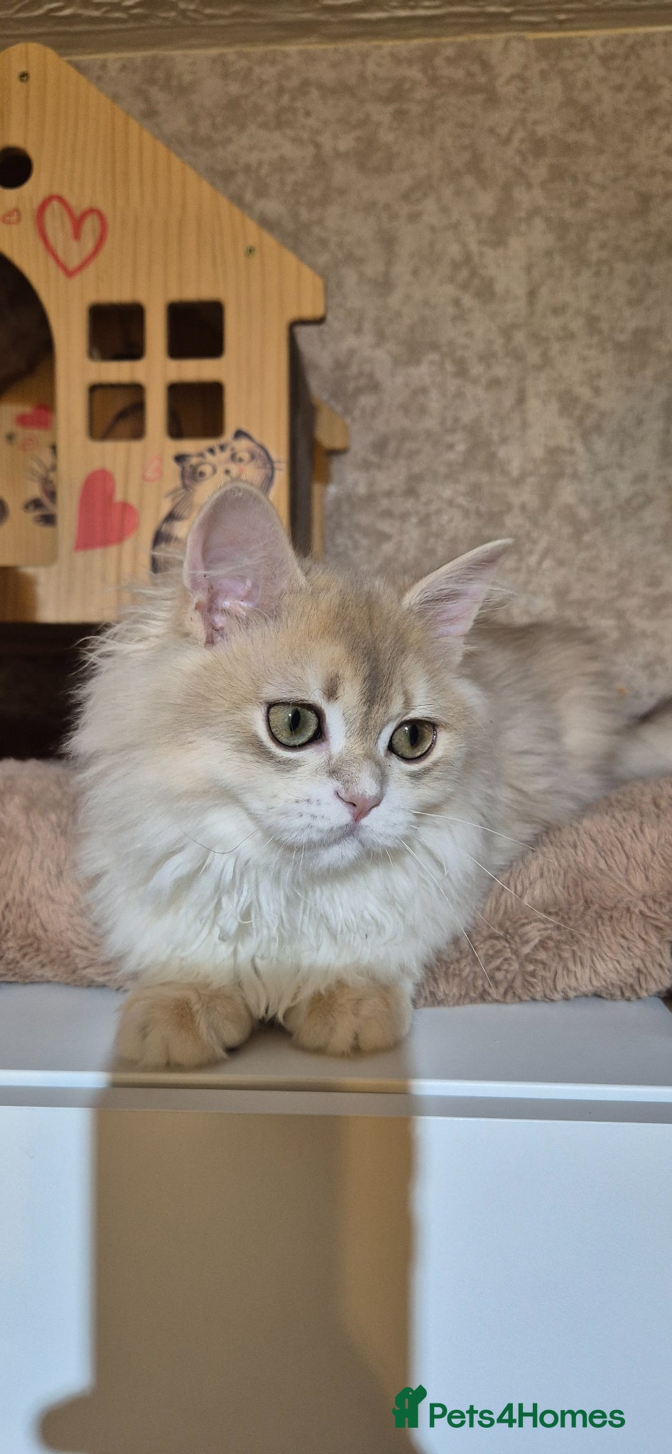 Scottish Fold cats for sale: In your lap Scottish Fold/Straight kittens  - Advert 5