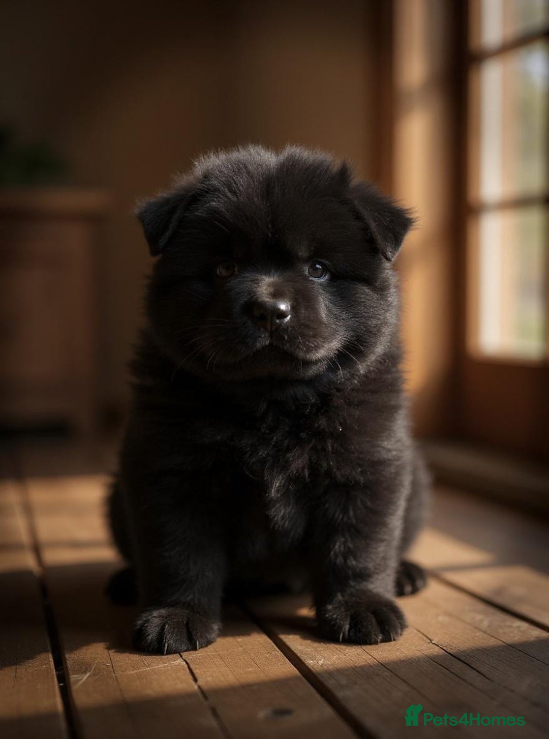 Chow Chow dogs for sale: Ocean Eyed Bear faced Chow Chows  - Image 6