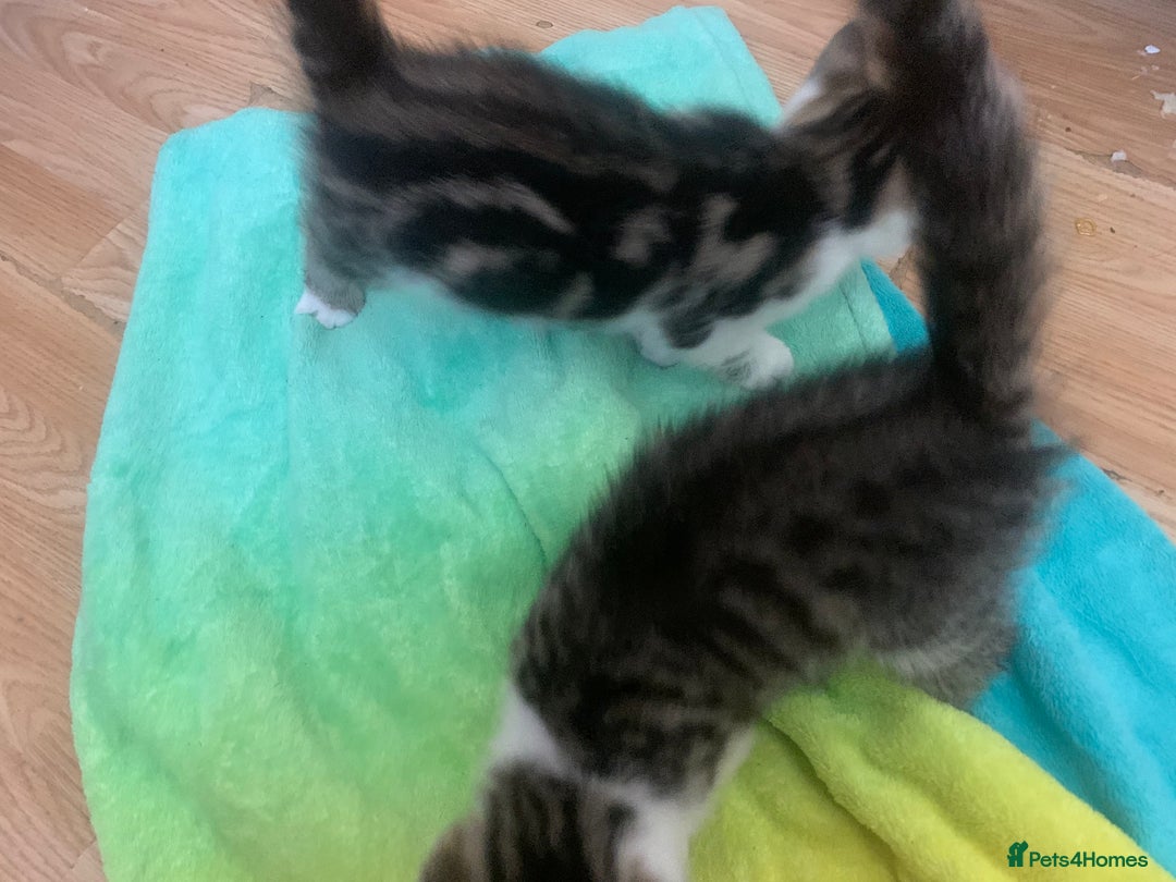 Mixed Breed cats for sale: 2 left  - Image 5