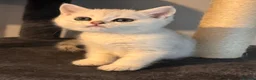 British Shorthair cats for sale: 3 Gorgeous White & Golden Shorthair Boys 🐾 - Advert 4