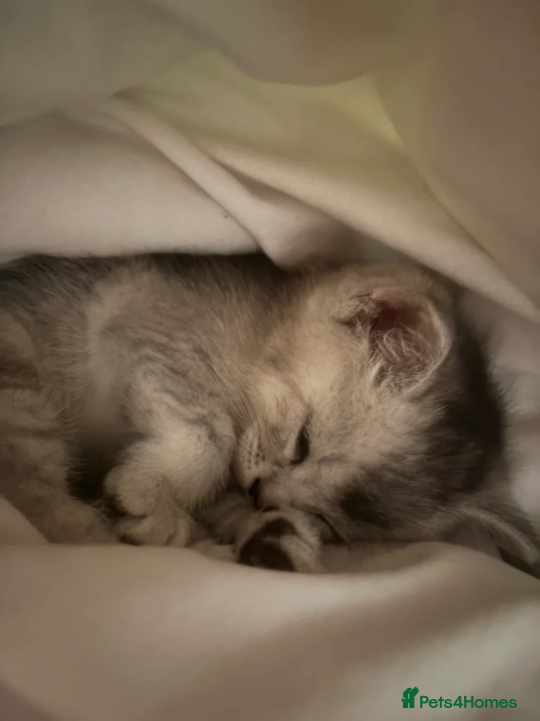 Mixed Breed cats for sale: 4 adorable grey and white kittens  - Advert 8