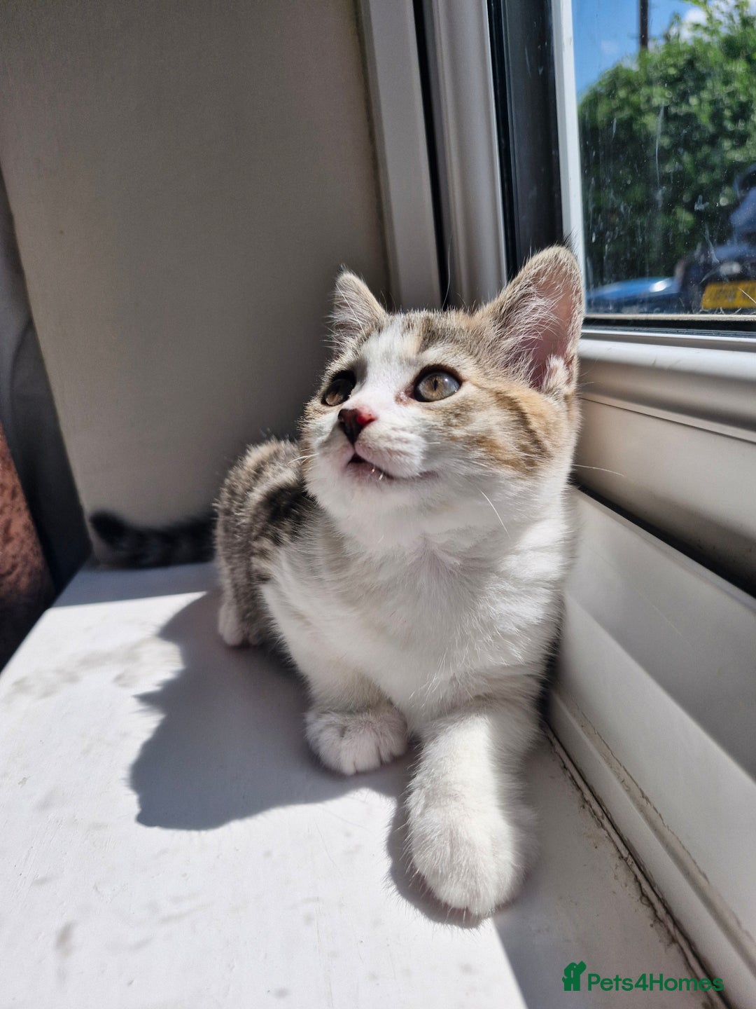 Mixed Breed cats for sale: 6 Beautiful Kittens British Shorthair Calico Cross - Image 21