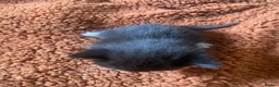 Mixed Breed cats for sale: Adorable kittens looking for forever homes - Advert 19