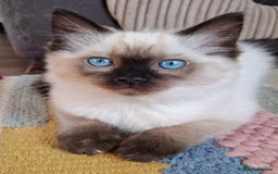 Ragdoll cats for sale: LAST TWO GCCF Ragdolls 1 boy and 1 girl left - Image 8