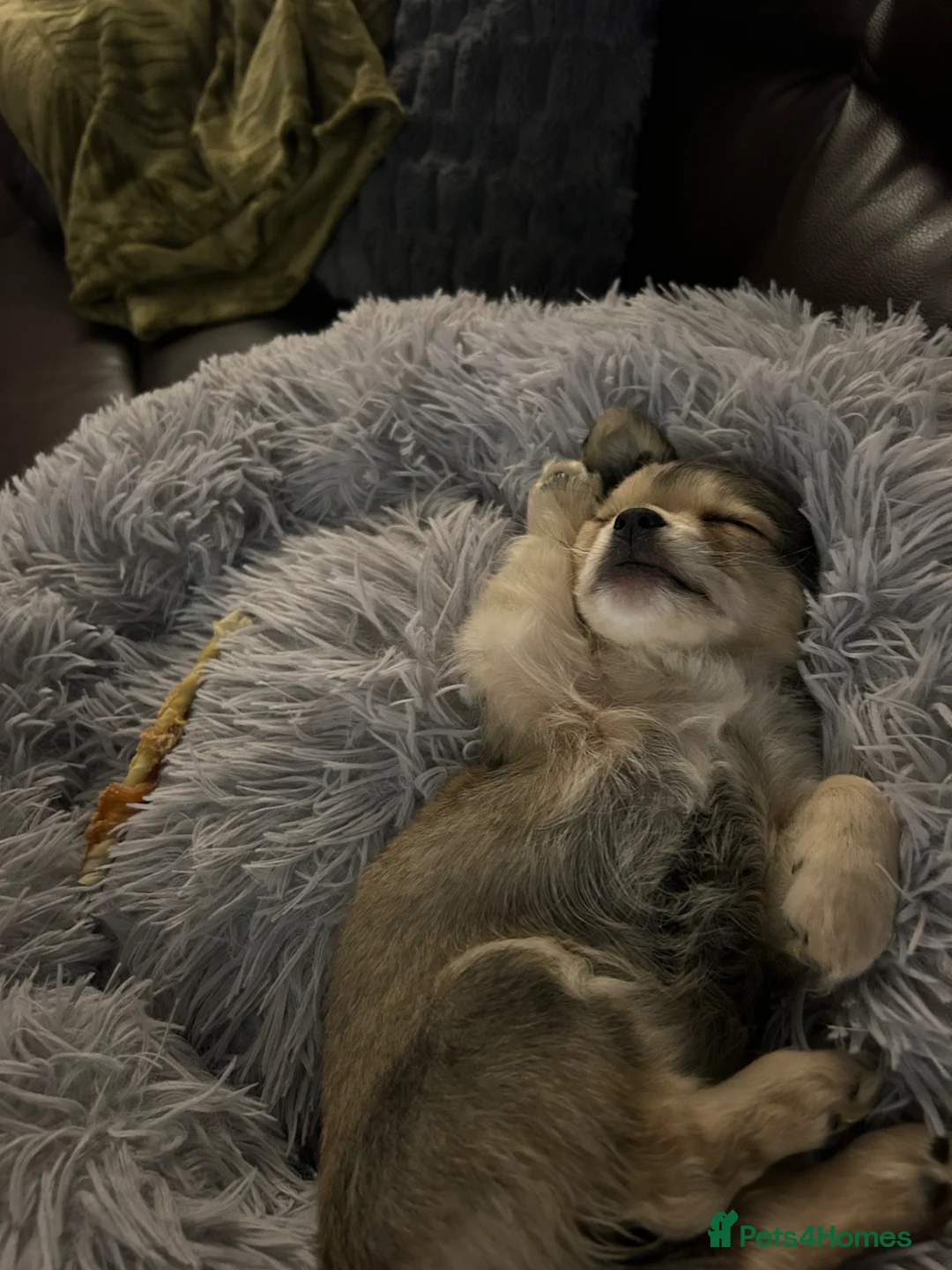 Chihuahua dogs for sale: 10  wks old  - Advert 2