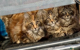 Maine Coon cats for sale: Pedigree Maine Coon kittens - Image 19