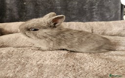 Netherland Dwarf rabbits for sale: Blue and Magpie boys - Advert 3