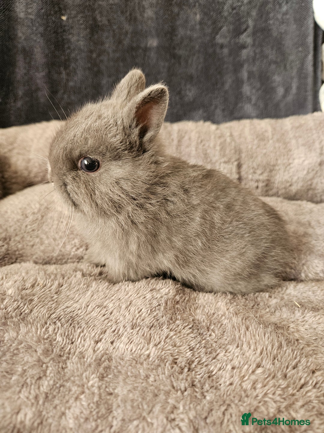 Netherland Dwarf rabbits for sale: Blue and Magpie boys - Advert 3