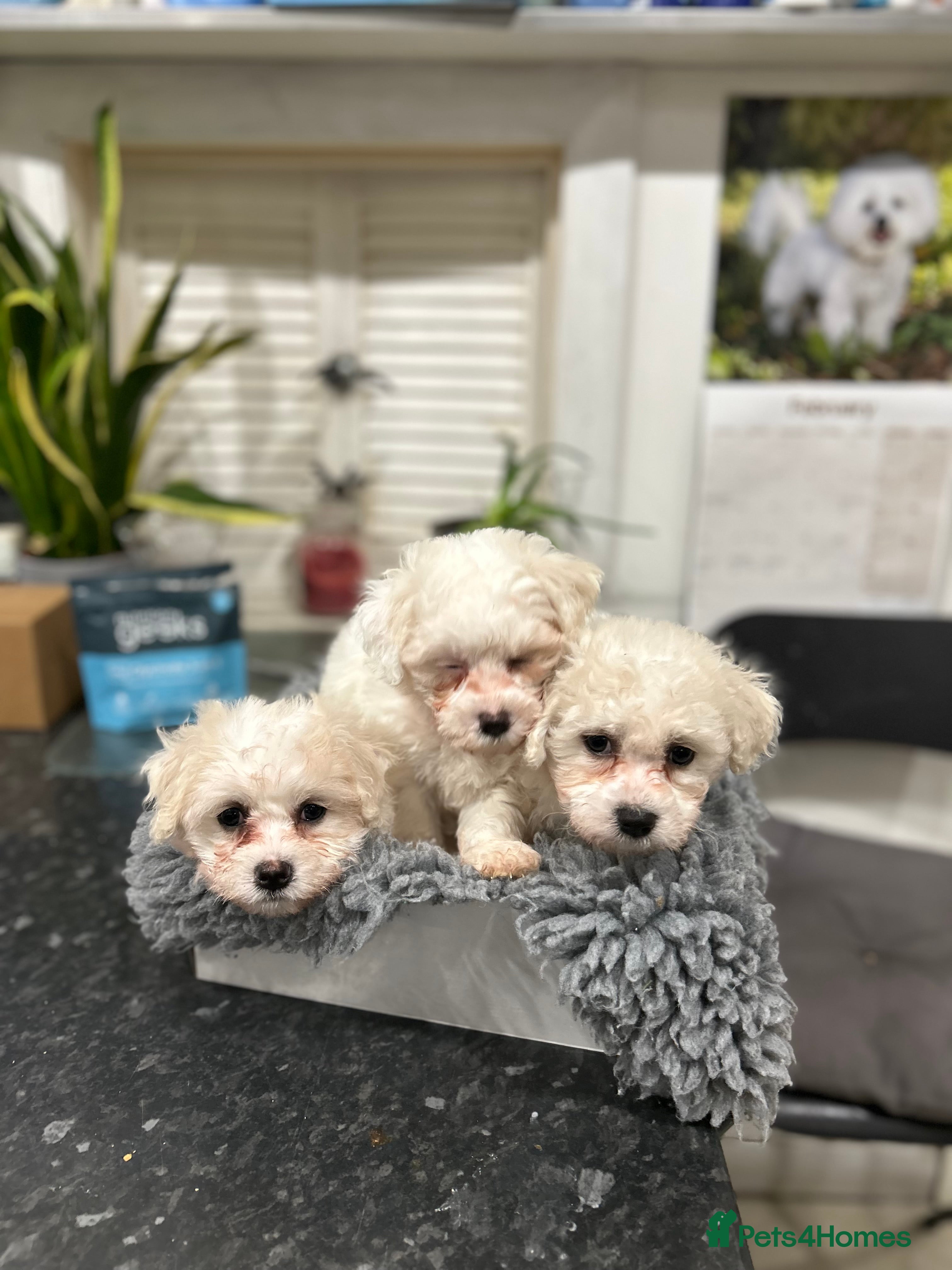 Mixed Breed dogs 1 beautiful female Maltichon puppy left.  - Advert 13
