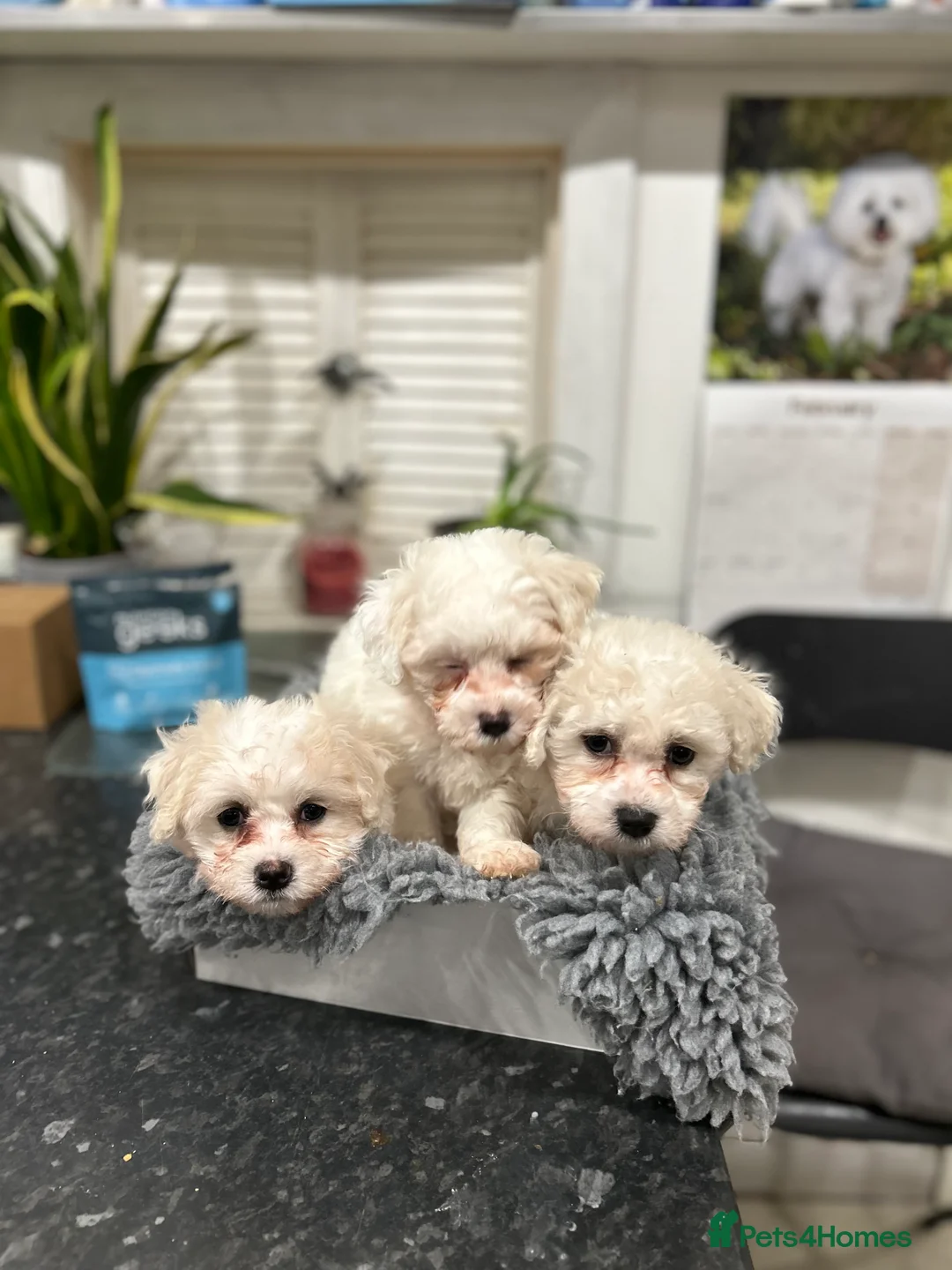 Mixed Breed dogs for sale: 1 beautiful female Maltichon puppy left.  - Advert 2