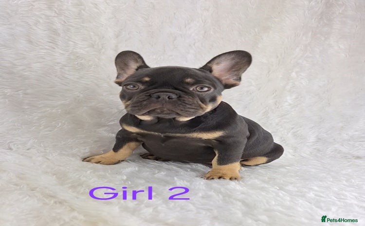 French Bulldog dogs - Advert 1