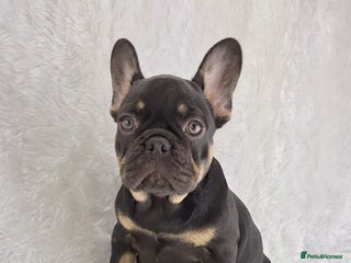 French Bulldog dogs - Advert 5