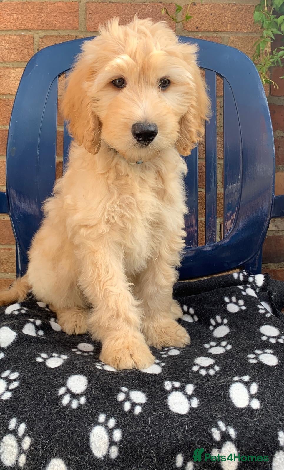 Labradoodle dogs Stunning Apricot & Cream Labradoodle Puppies 🐶 - Advert 2