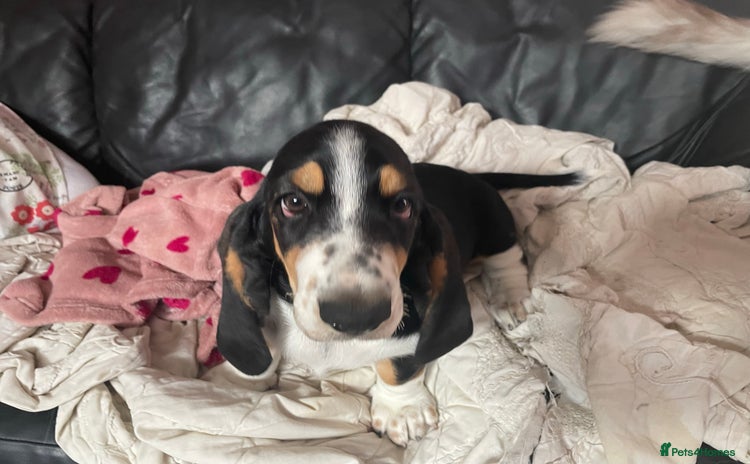 Basset Hound dogs - Advert 1