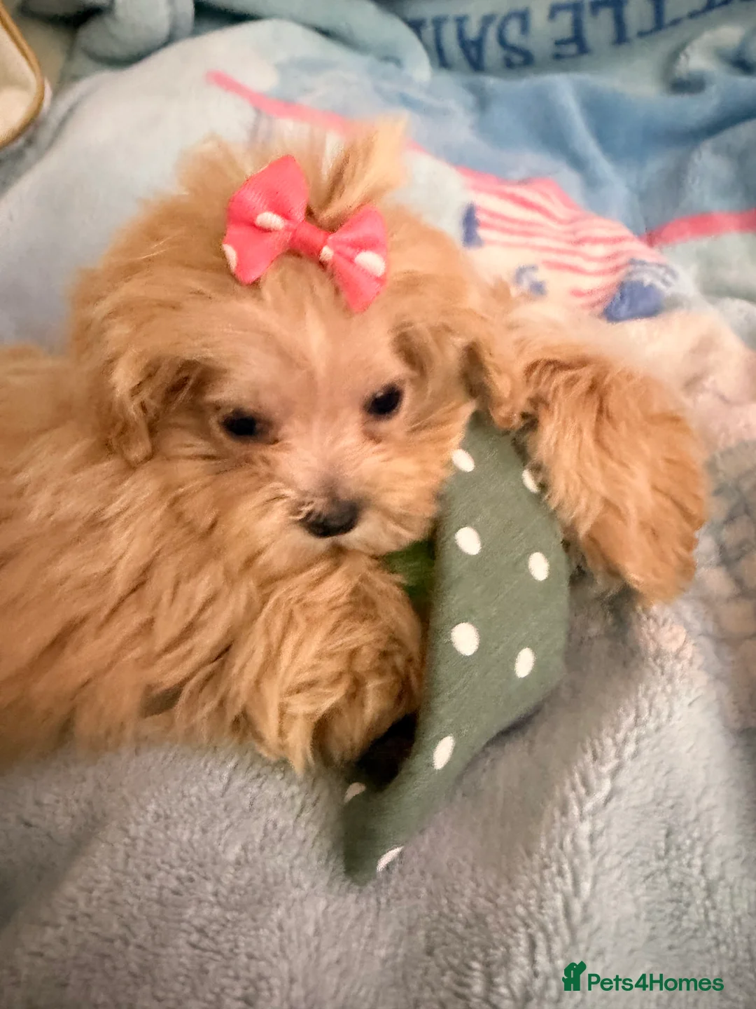 Maltipoo dogs for sale:  F1 Maltipoo puppies  - Advert 5