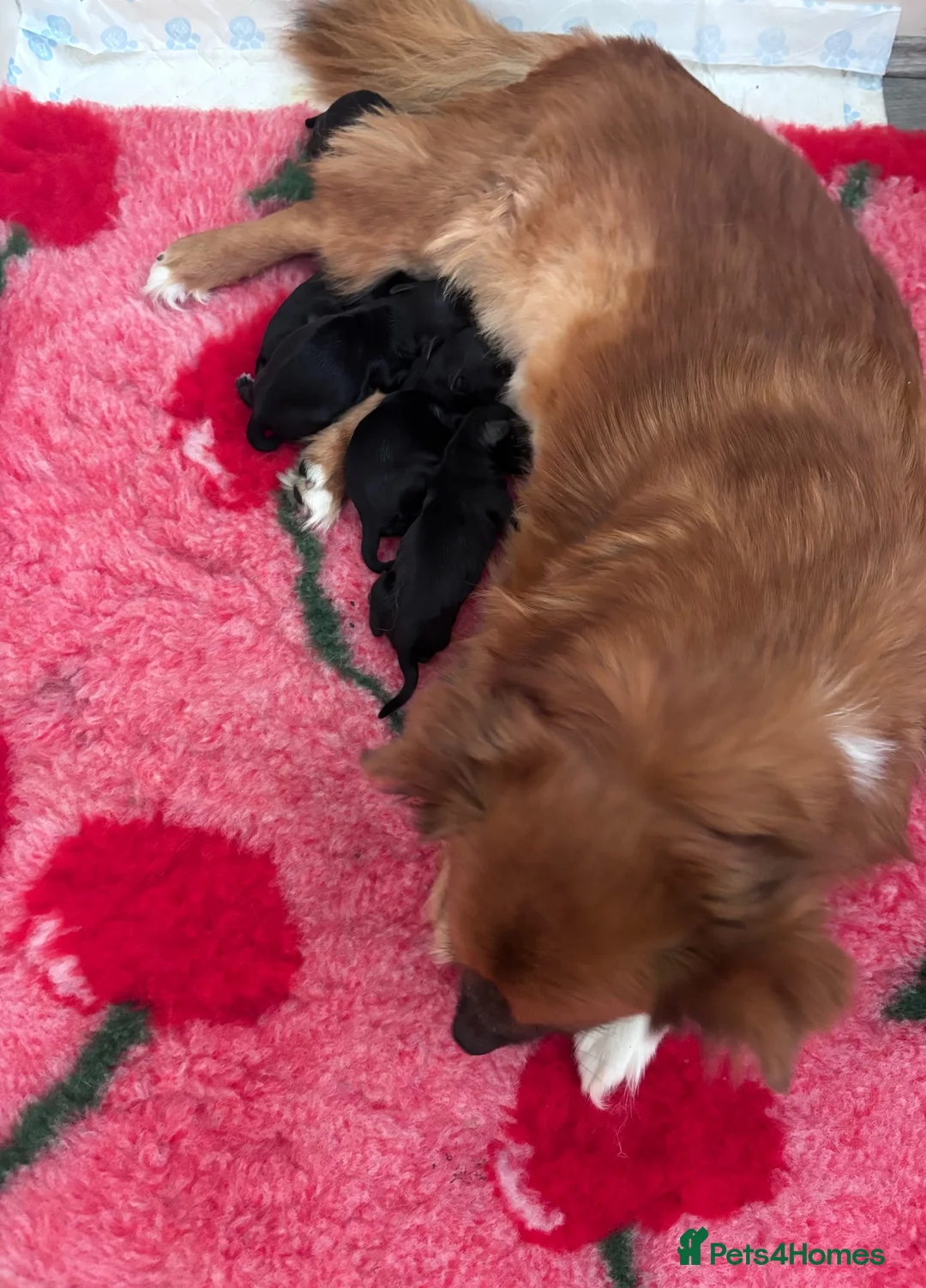 Mixed Breed dogs for sale: Pomapoo puppies  - Advert 2