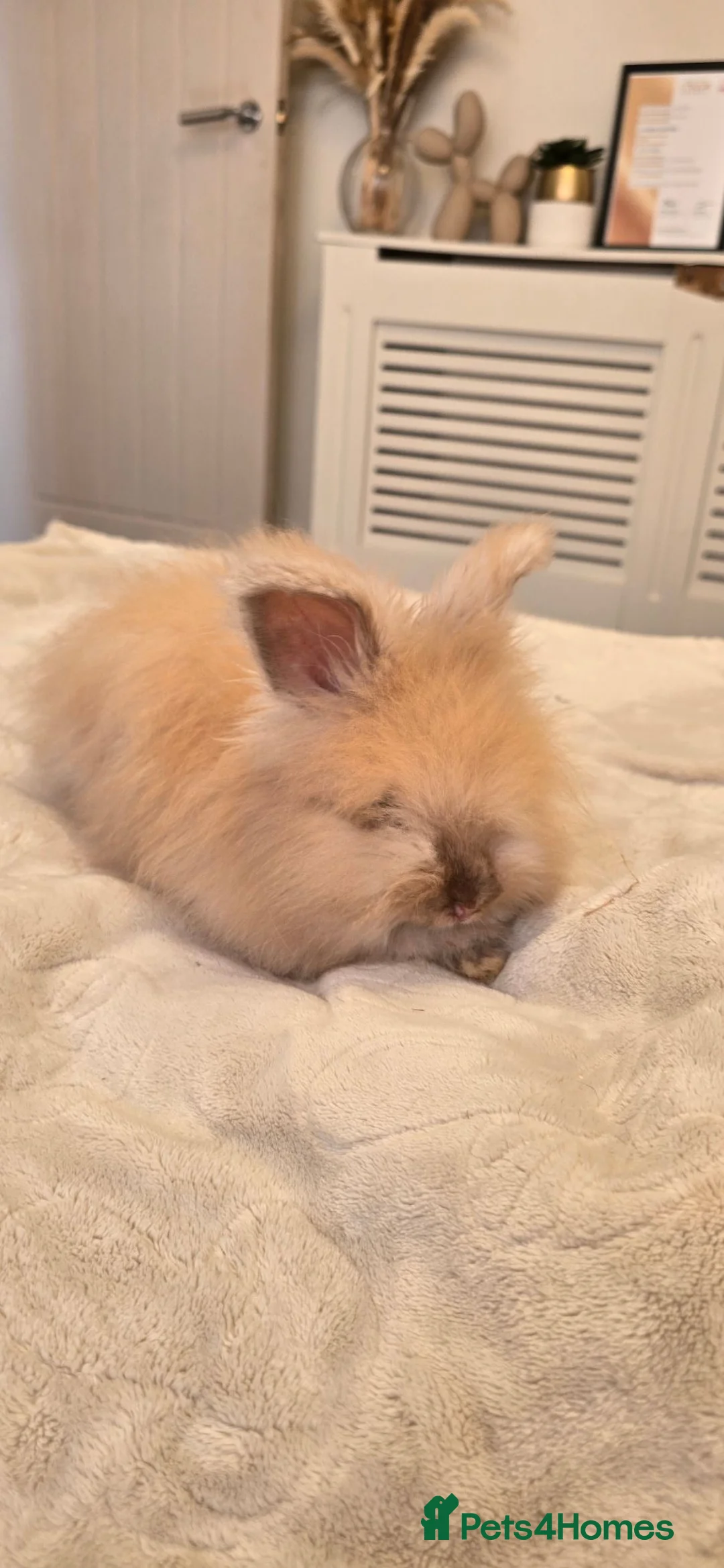 Angora rabbits for sale: 🐰English angora last boy ready now🐰 - Advert 2