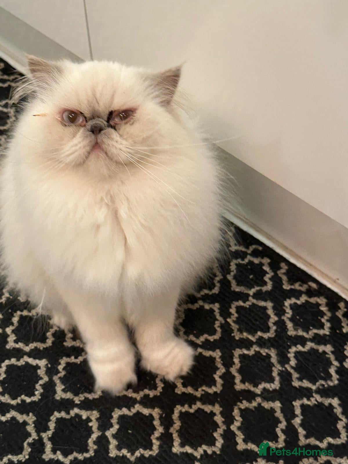 Persian cats Persian kitten for sale - Advert 1