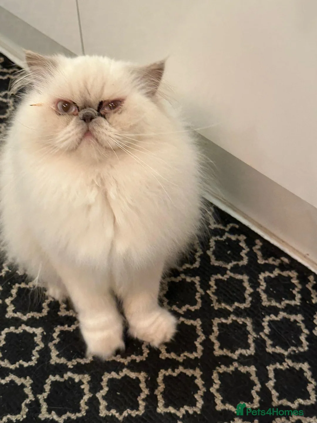 Persian cats for sale: Persian kitten for sale - Advert 1