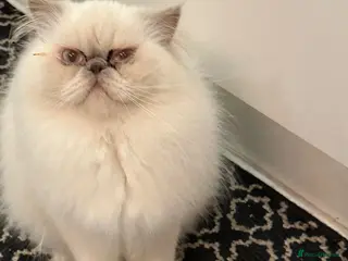 Persian cats for sale: Persian kitten for sale - Advert 1