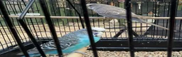 Budgerigars birds for sale: Budgies - Advert 3