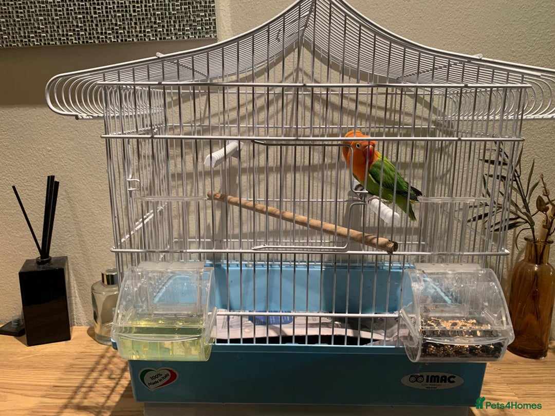Lovebirds birds for sale: Breeding pair of love birds for sale - Image 7