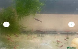 Shrimps fish for sale: Red/crystal red shrimps also baby guppies for sale - Image 1