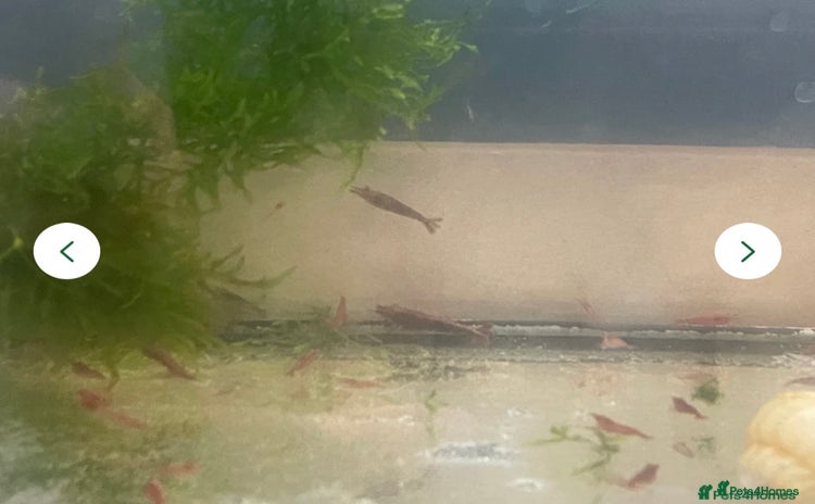 Shrimps fish - Advert 13