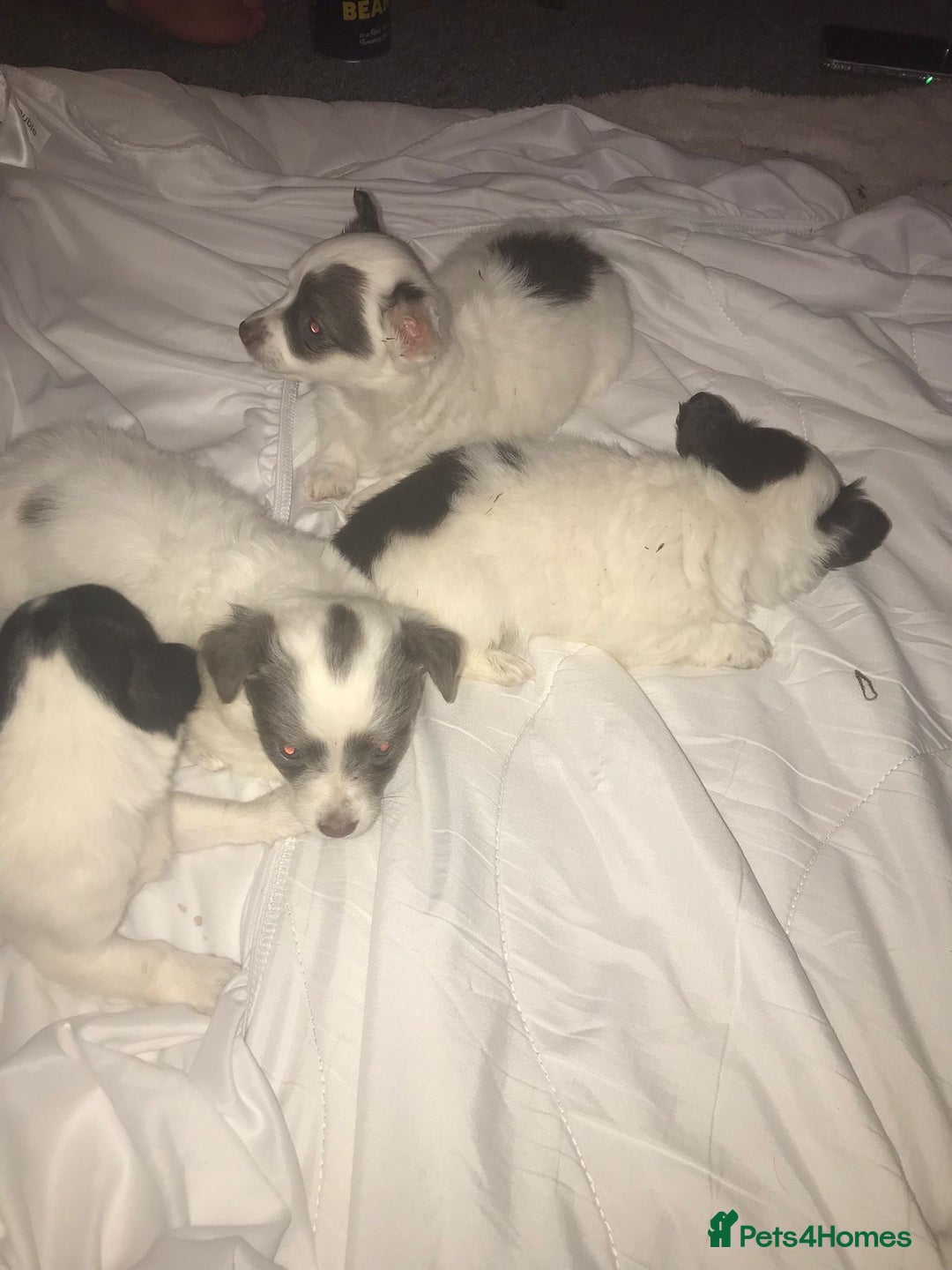 Mixed Breed dogs for sale: Miniature teacup chihuahua X Jack russell puppies  - Image 5