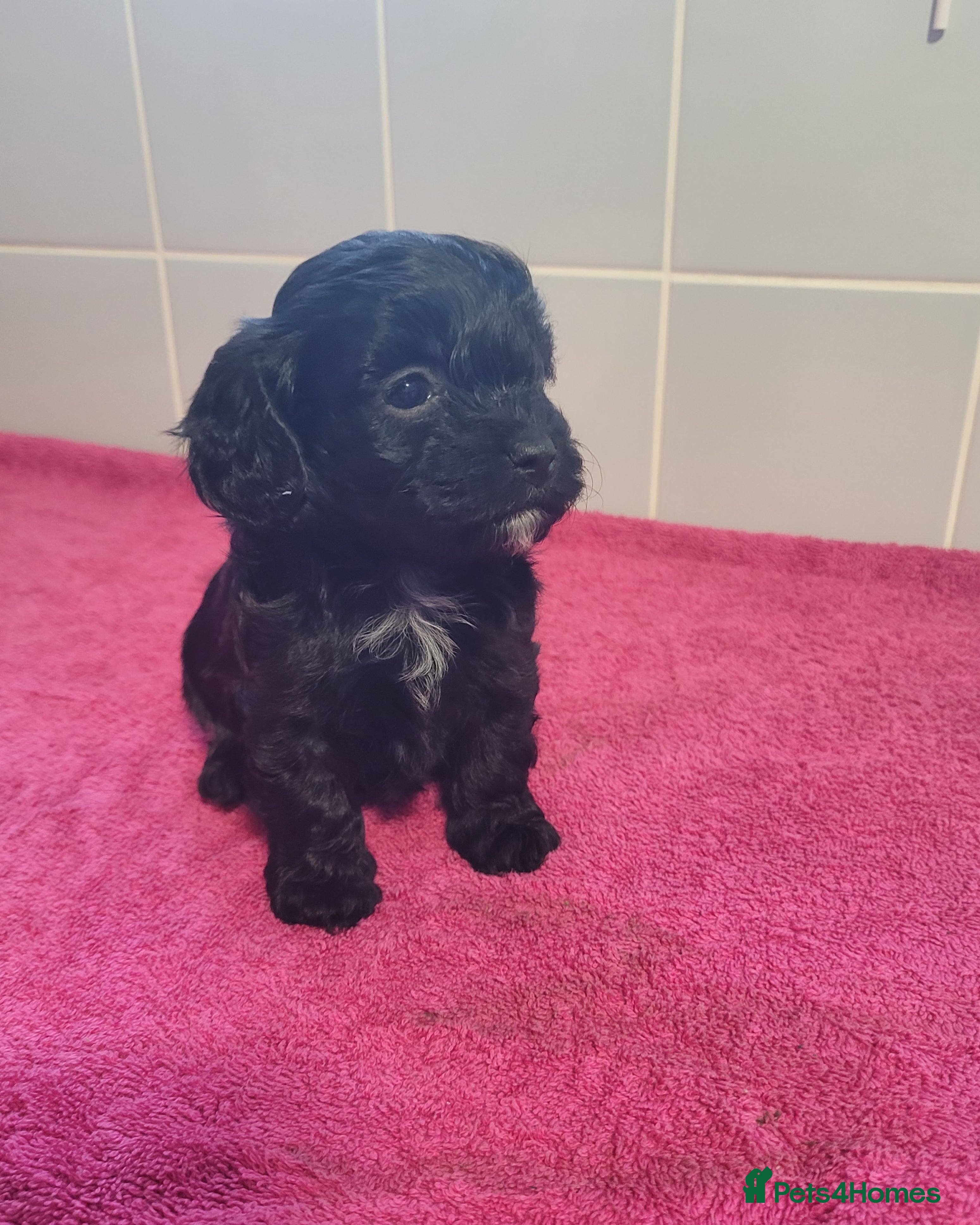 Mixed Breed dogs Cockapoo x shihpoo - Advert 15