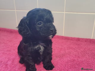 Mixed Breed dogs Cockapoo x shihpoo - Advert 15