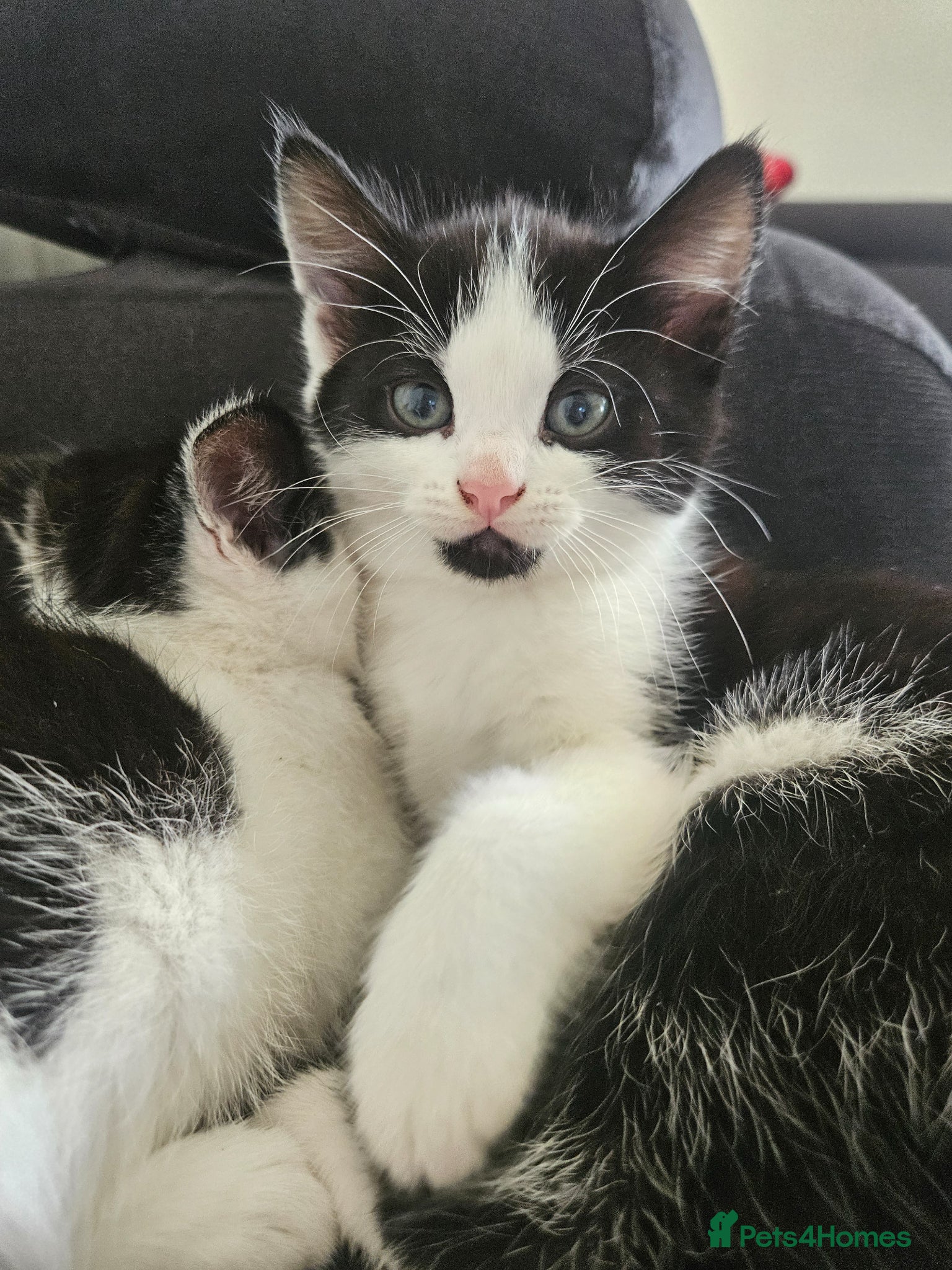 Mixed Breed cats Adorable kittens ready for their forever homes  - Advert 13