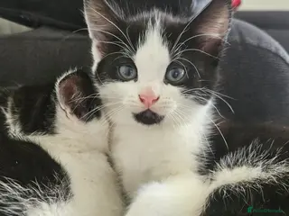 Mixed Breed cats Adorable kittens ready for their forever homes - Advert 13