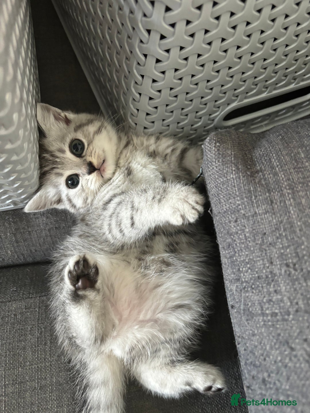 Mixed Breed cats for sale: Persian Chinchilla and British Shorthair  - Image 8