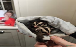 Sugar Glider rodents for sale: Stunning Male & Female Grey sugar glider pair - Advert 1