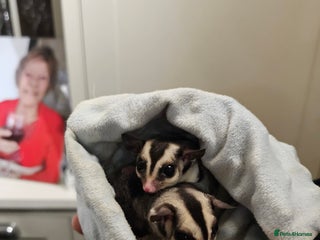 Sugar Glider rodents Stunning Male & Female Grey sugar glider pair - Advert 1