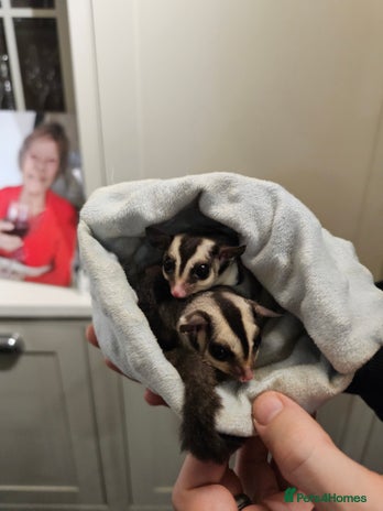 Sugar Glider rodents Stunning Male & Female Grey sugar glider pair - Advert 1