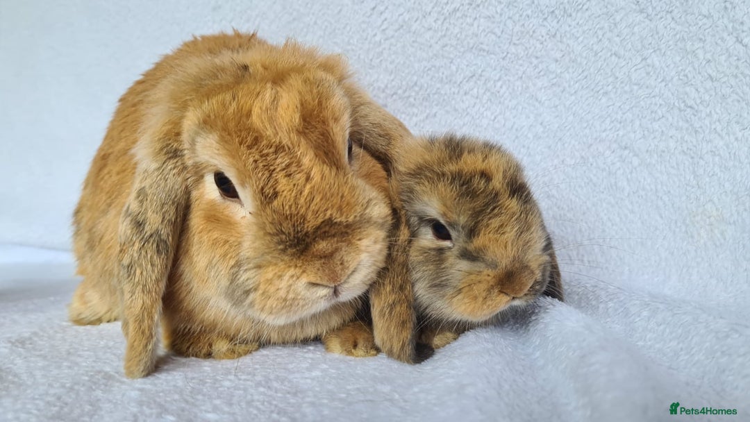 Mini Lop rabbits for sale: Mini lop bunny  - Image 4