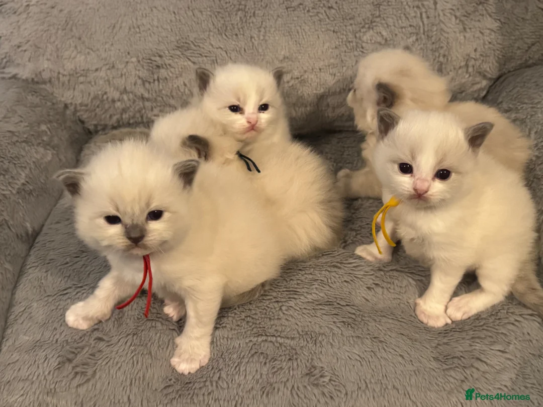 Ragdoll cats for sale: 5 beautiful ragdoll kittens for loving homes in Poole - Advert 2