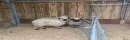 Sheep livestock for sale: VALAIS BLACKNOSE WETHER LAMBS £100 EACH - Advert 4