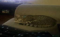 American Shorthair cats for sale: American shorthair kitten - Image 2