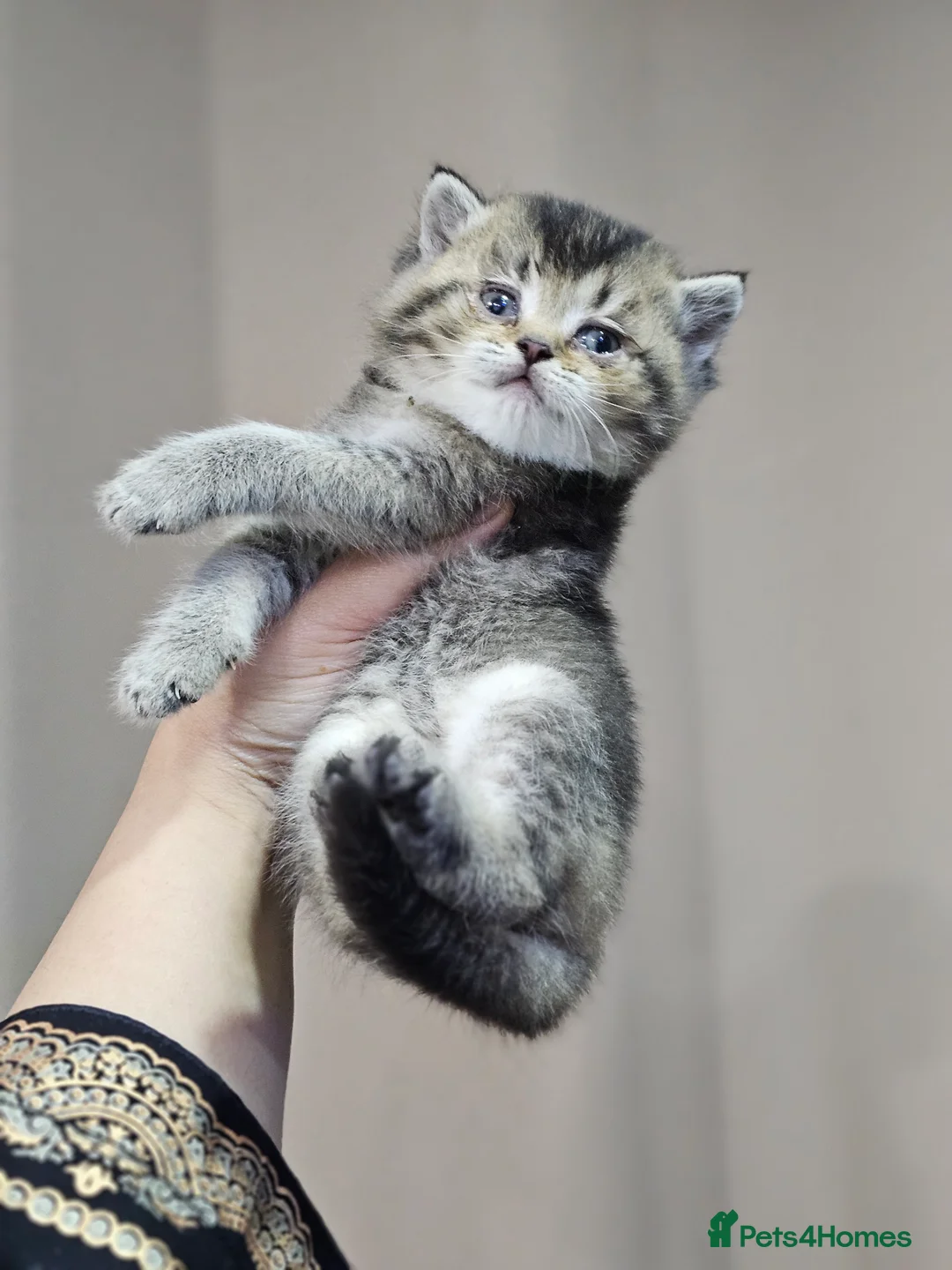 British Shorthair cats for sale: British short hair kittens  - Advert 6