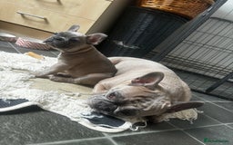 French Bulldog dogs for sale: French bulldog puppies  - Image 7