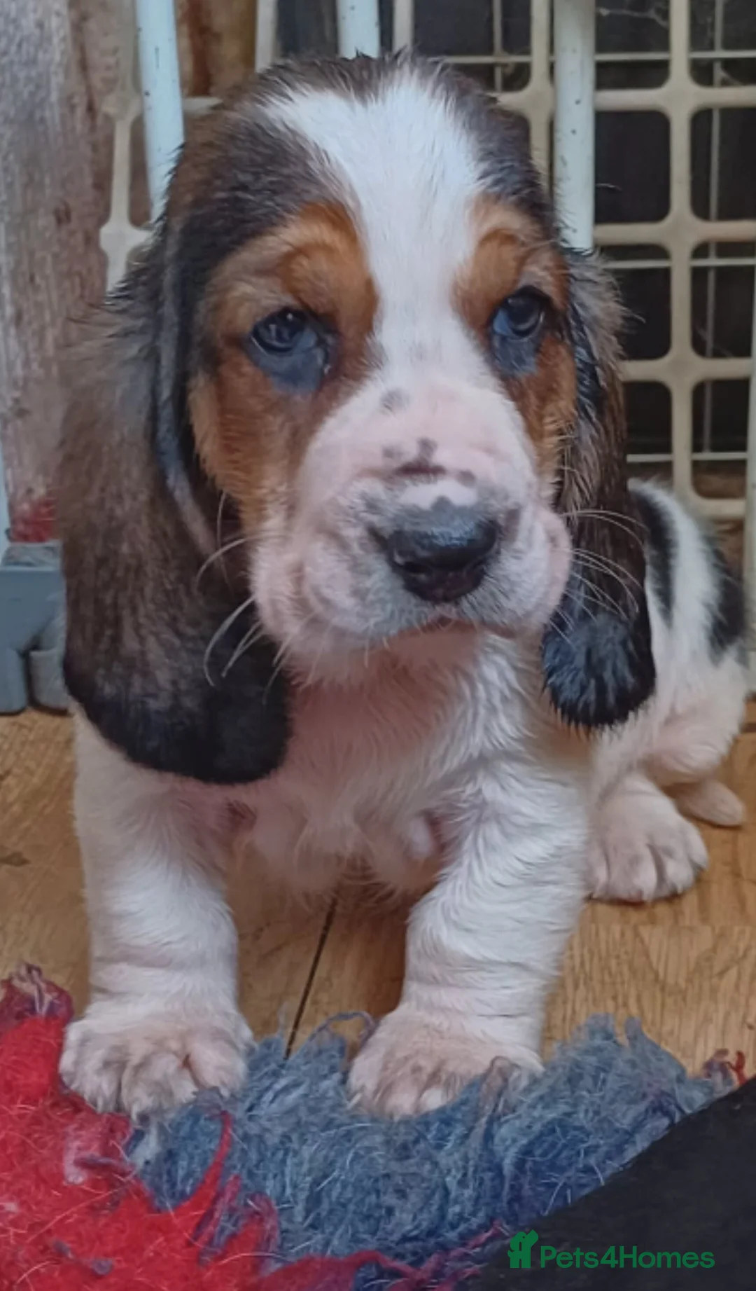 Basset Hound dogs for sale: Basset hound puppies - Advert 5