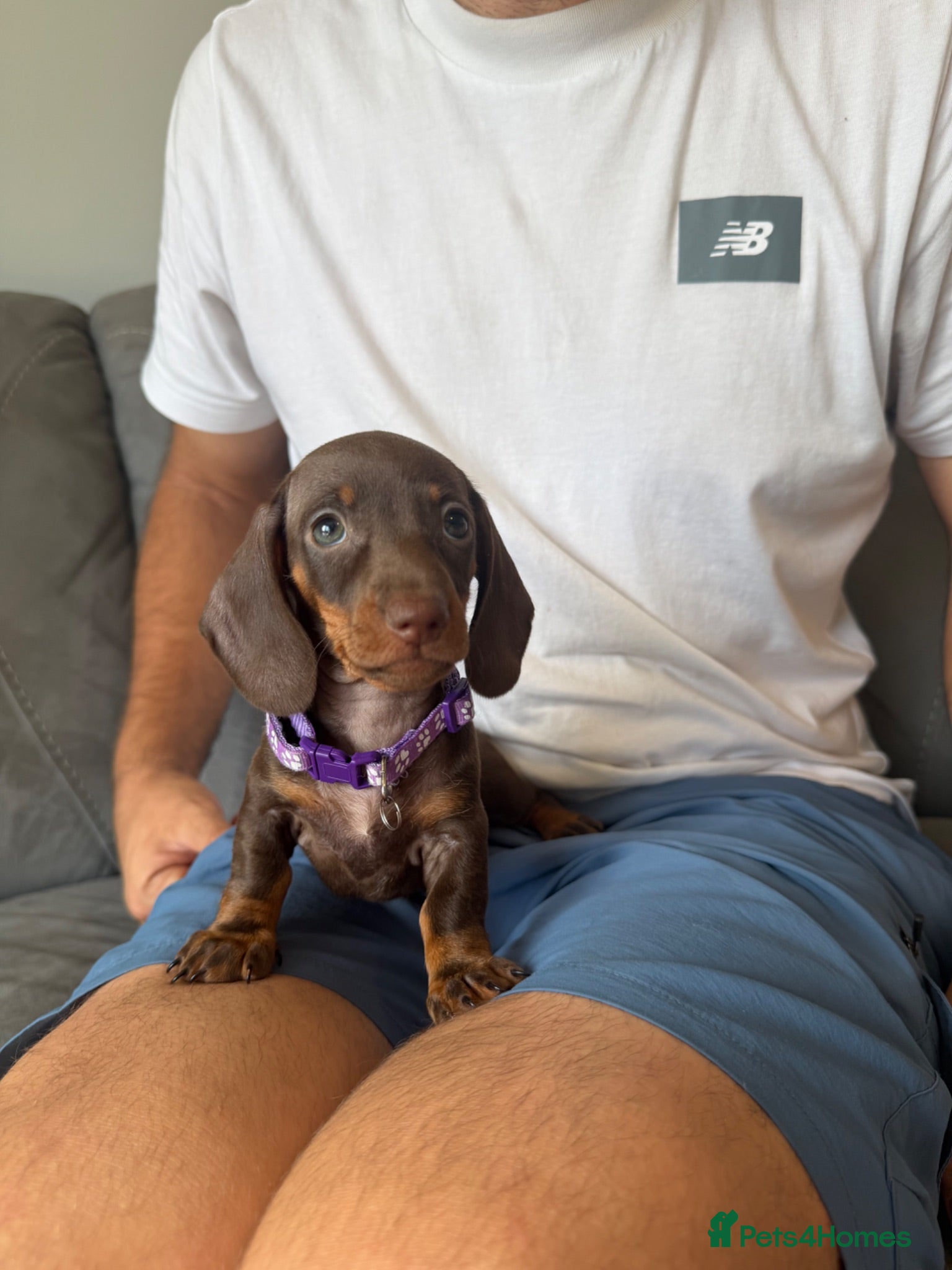 Miniature Dachshund dogs Beautiful kc registered miniature dachshund pups - Advert 2
