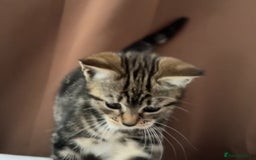 European cats for sale: 3 kittens for sale  - Image 3